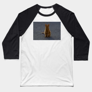 orange cat on the street Baseball T-Shirt